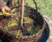 Préparation traditionnelle de la vanille Bourbon de Madagascar